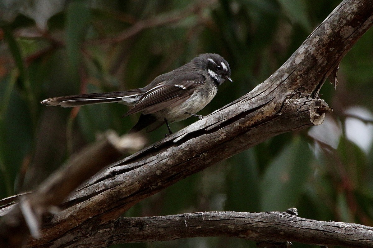 Серая веерохвостка - ML645314676