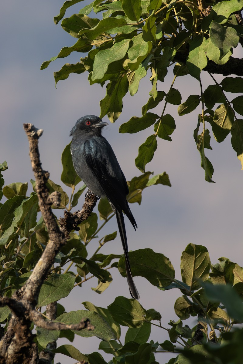 Пепельный дронго - ML645314677