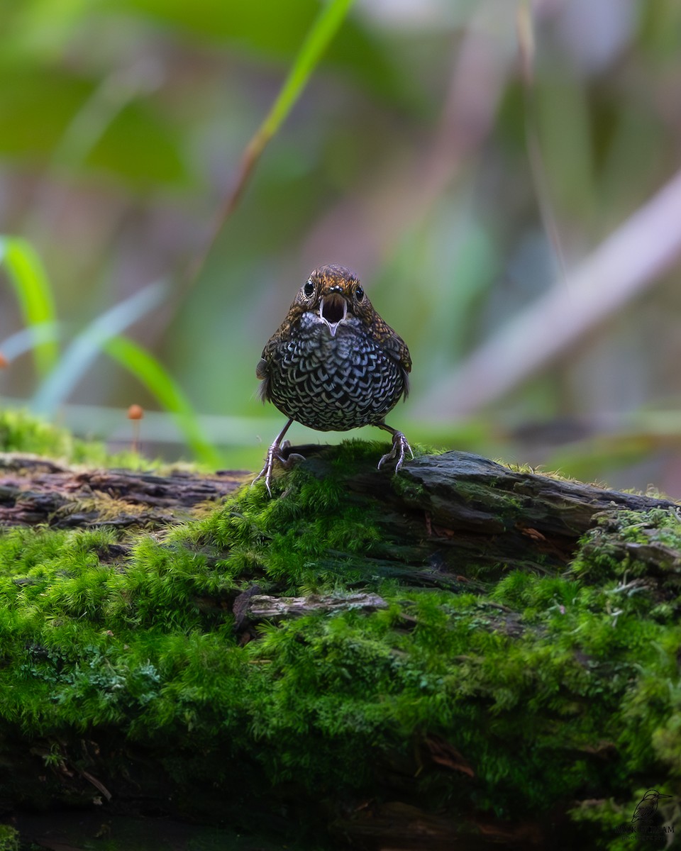 Тайваньская бесхвостка - ML645314684