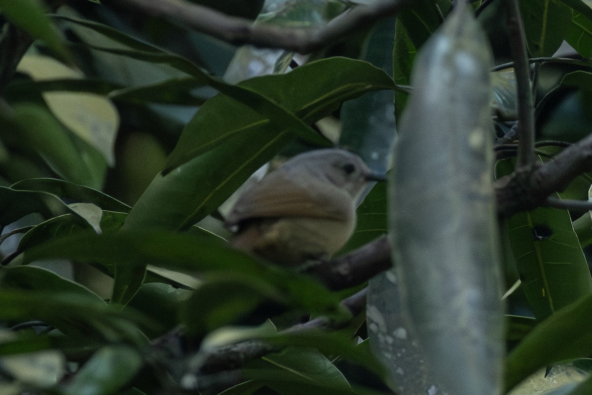 Серошапочная альциппа - ML645314685