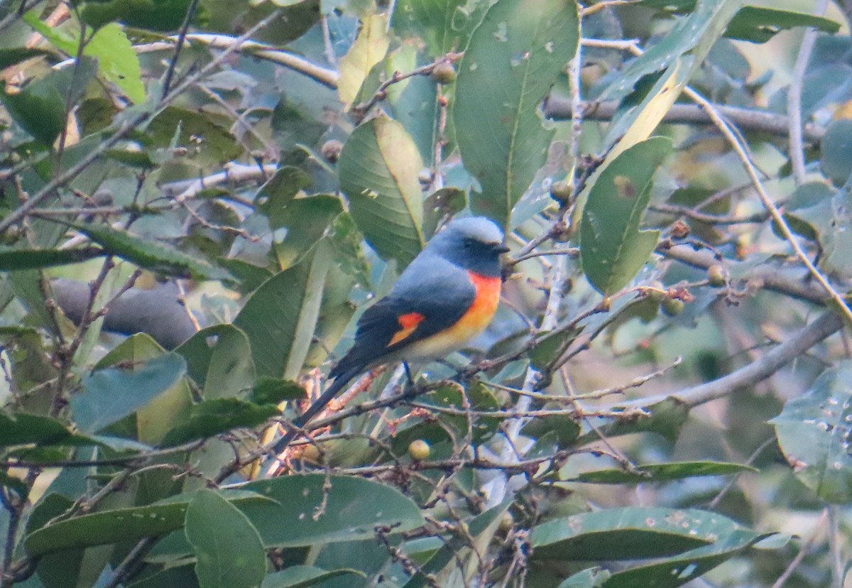 Горихвостковый личинкоед - ML645314687