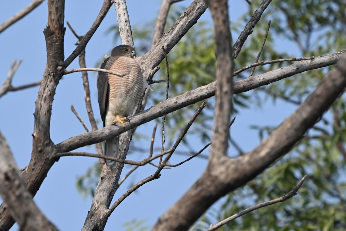 Тювик - ML645314688