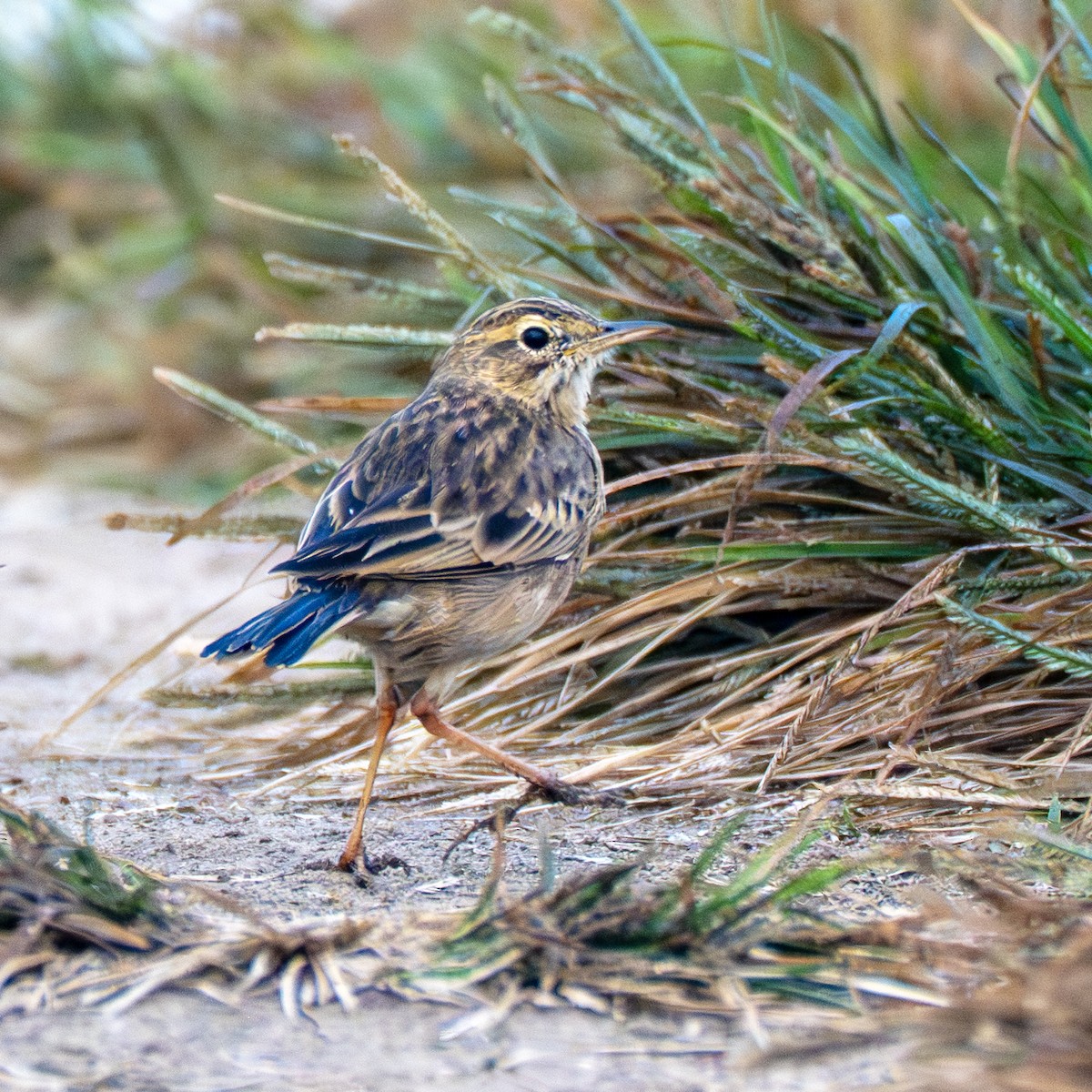 Рисовой конёк - ML645314690