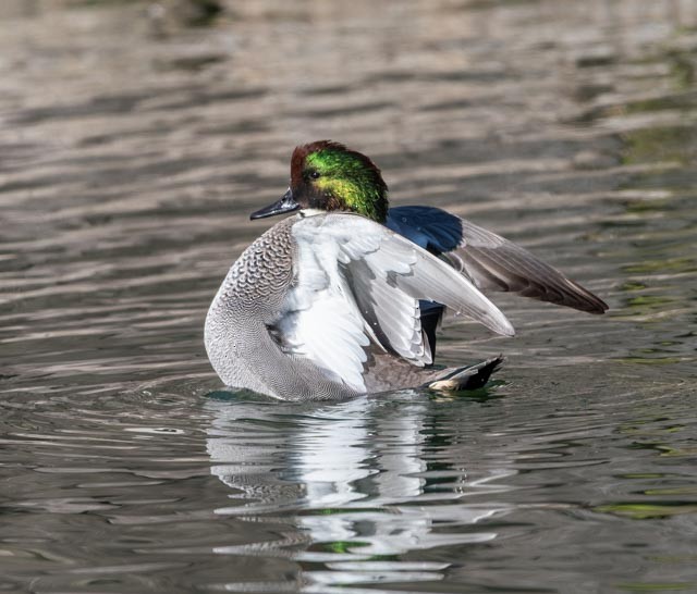 Касатка - ML645314693