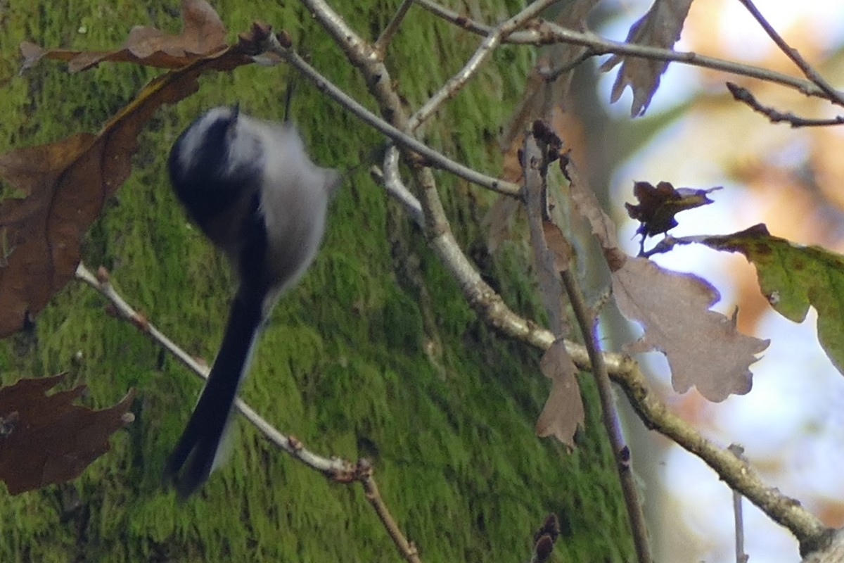 Ополовник - ML645314694