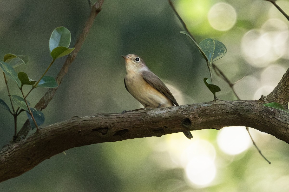 Малая мухоловка - ML645314695