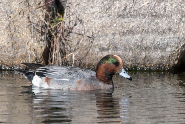 Свиязь - ML645314696