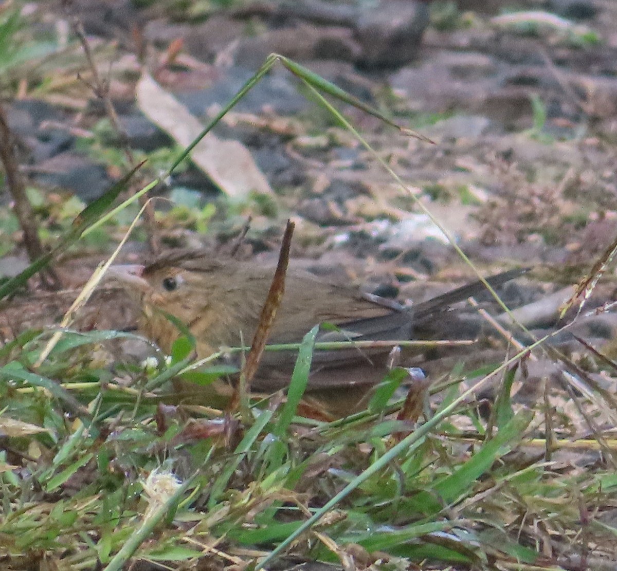 Охристая тимелия - ML645314697