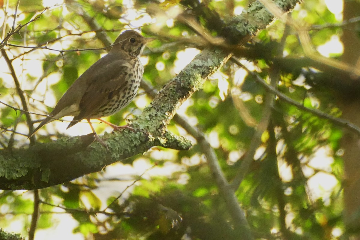 Певчий дрозд - ML645314698