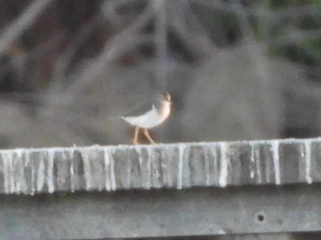 Пятнистый перевозчик - ML645314699