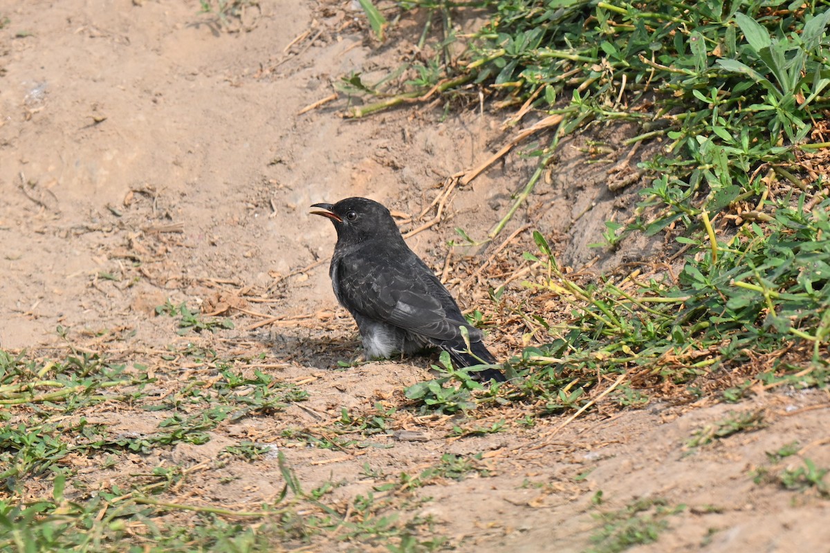 Воробьиная кукушка - ML645314700