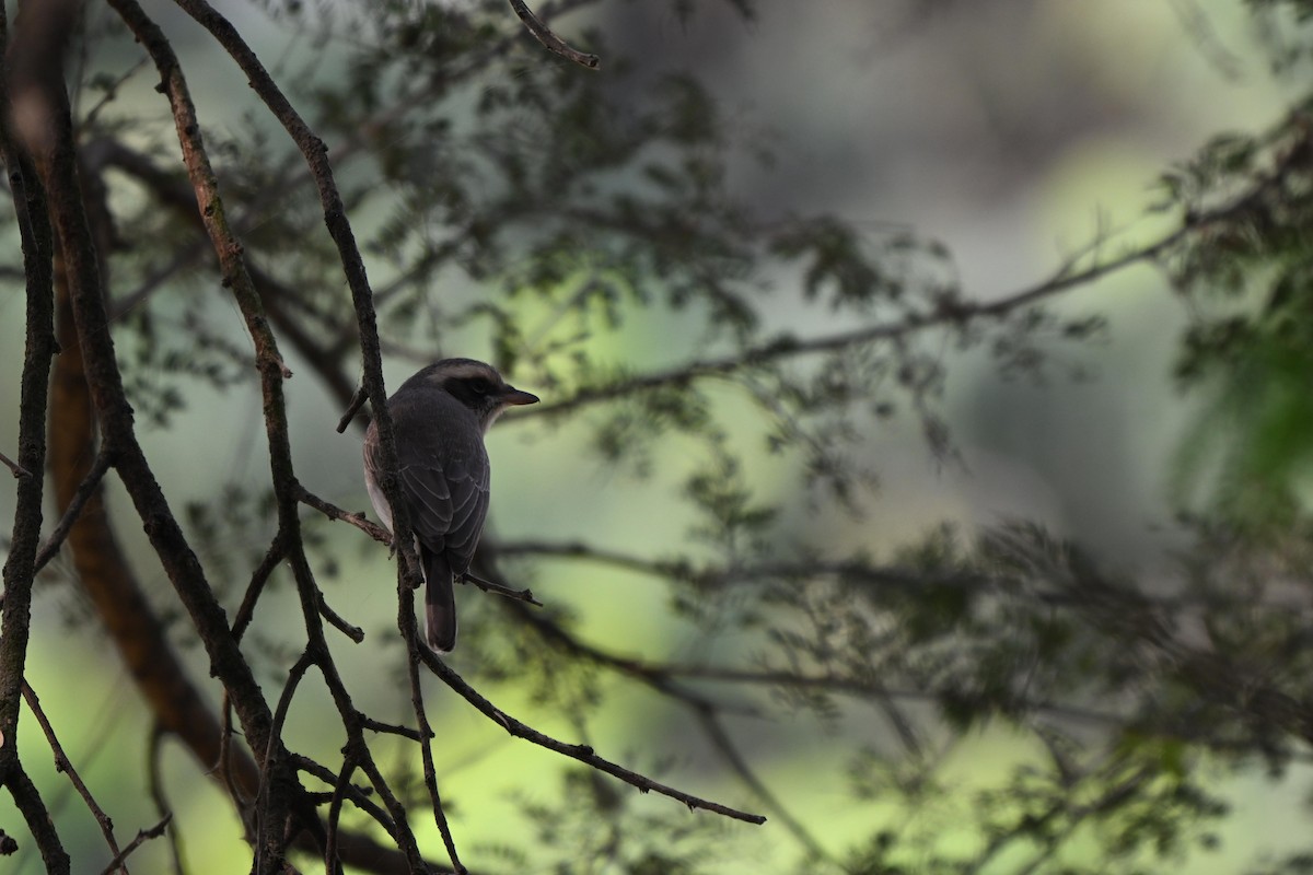 Белобровый личинколов - ML645314701