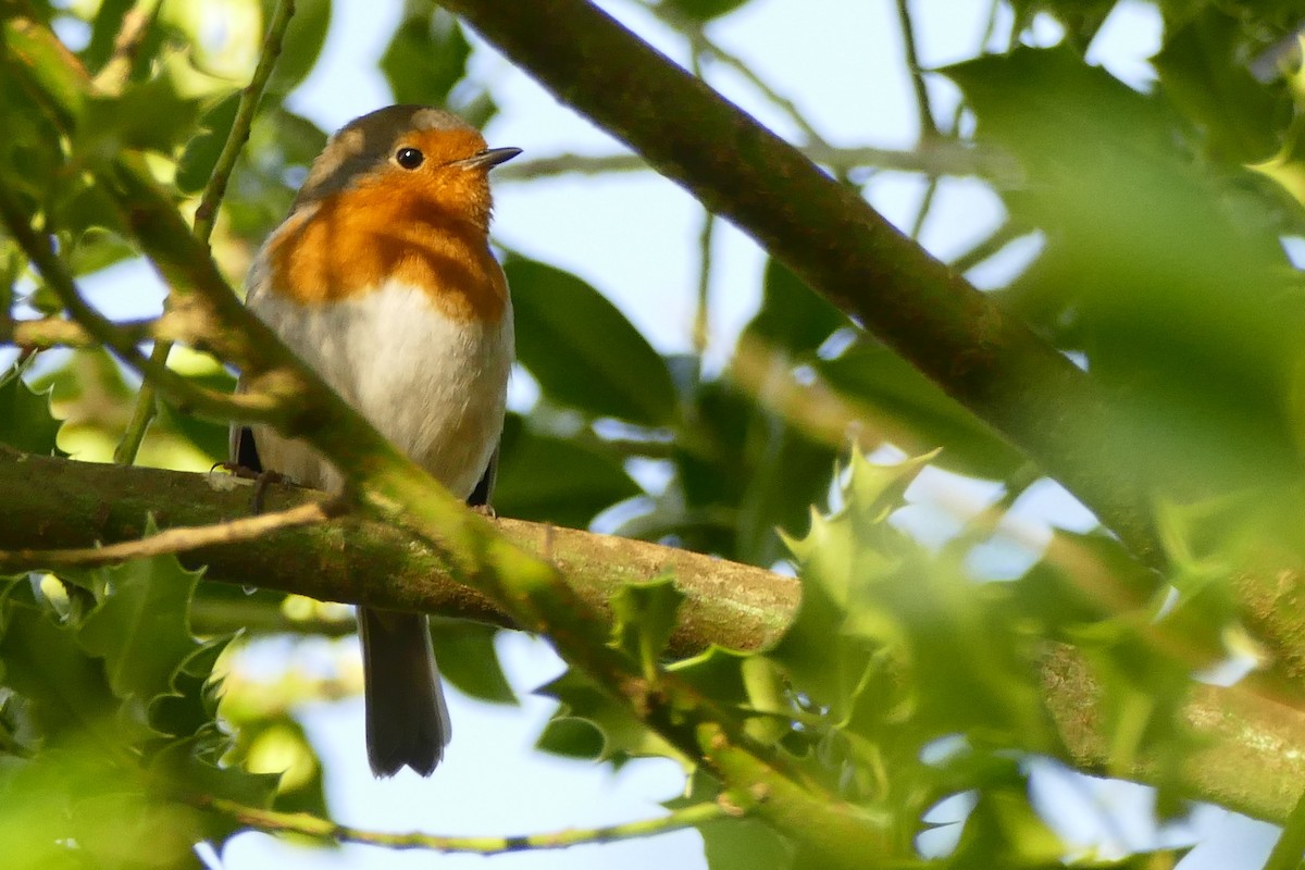 Зарянка - ML645314703