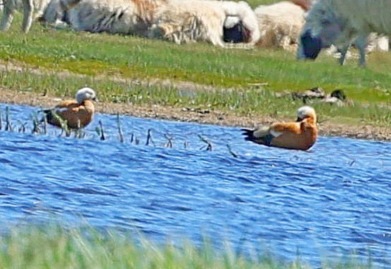 Огарь - ML645314707