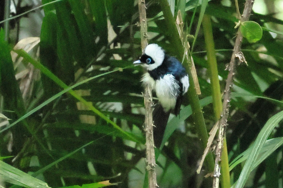 Pied Monarch - ML645314718