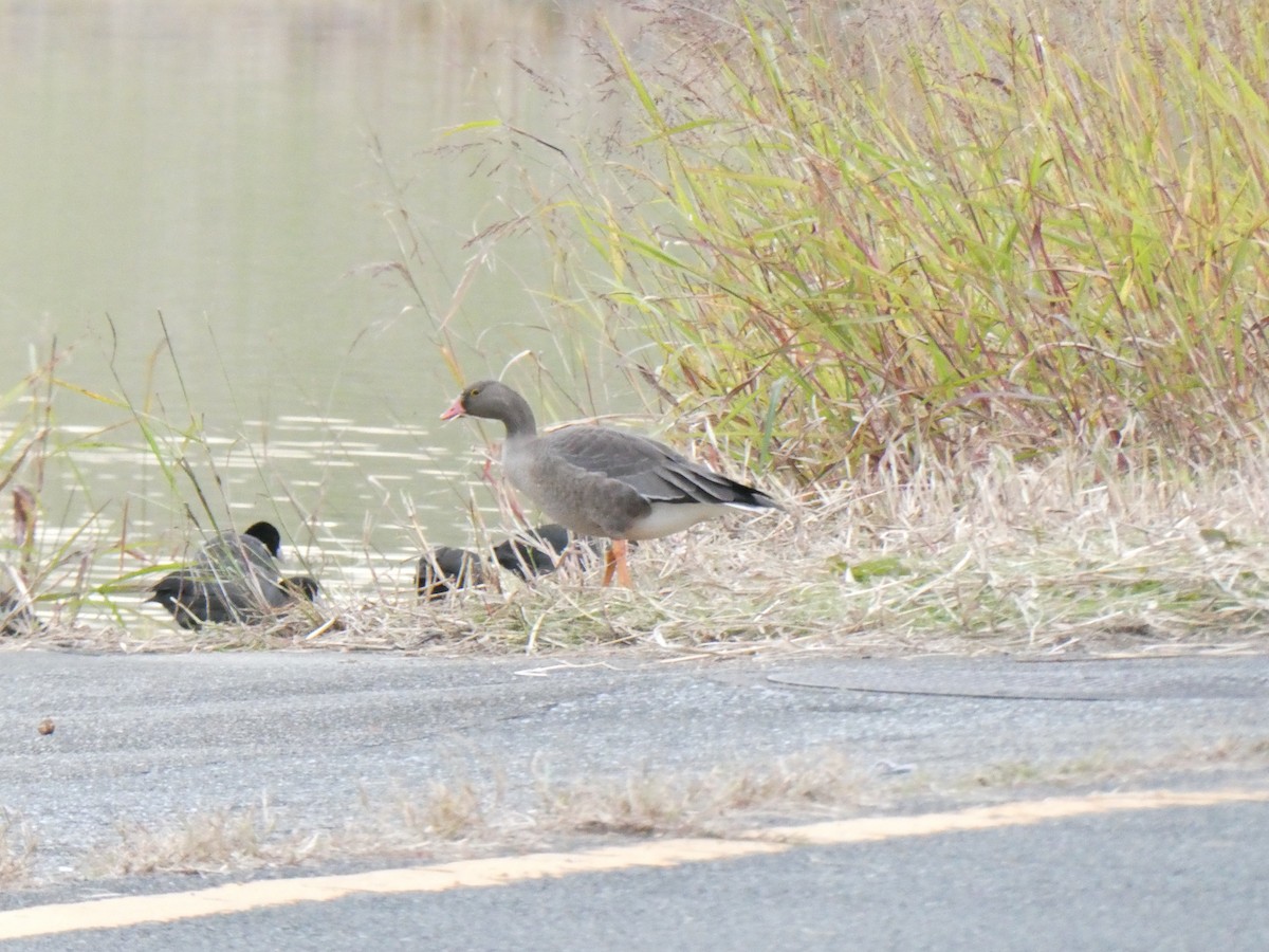 אווז קטן - ML645314741