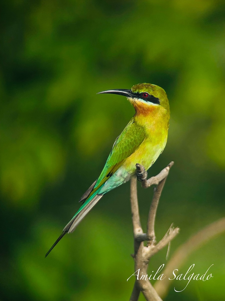 Blue-tailed Bee-eater - ML645314744