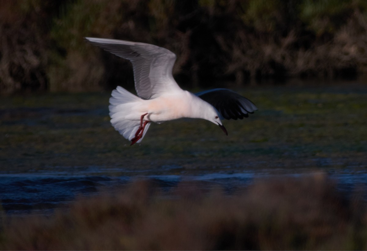 Slender-billed Gull - ML645314751