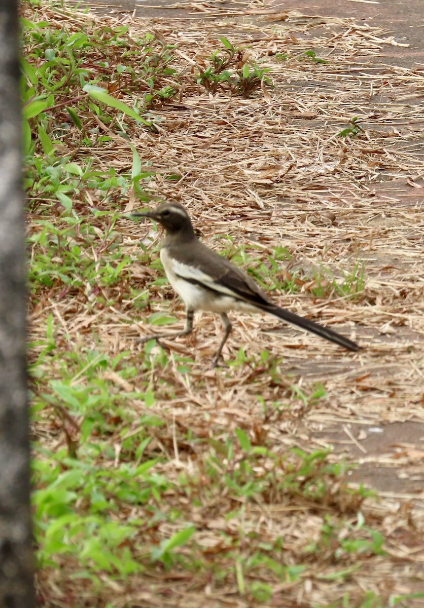 Bergeronnette indienne - ML645314754