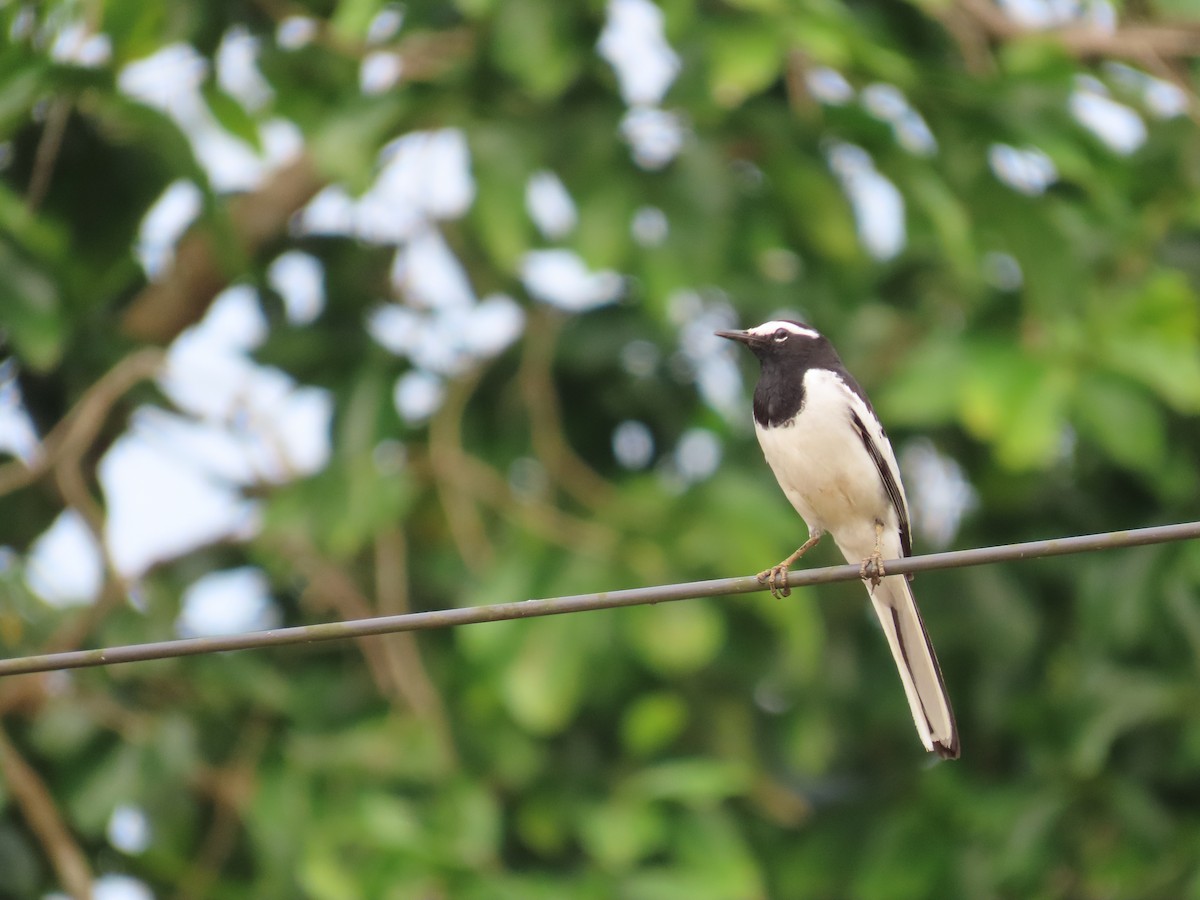 Bergeronnette indienne - ML645314755