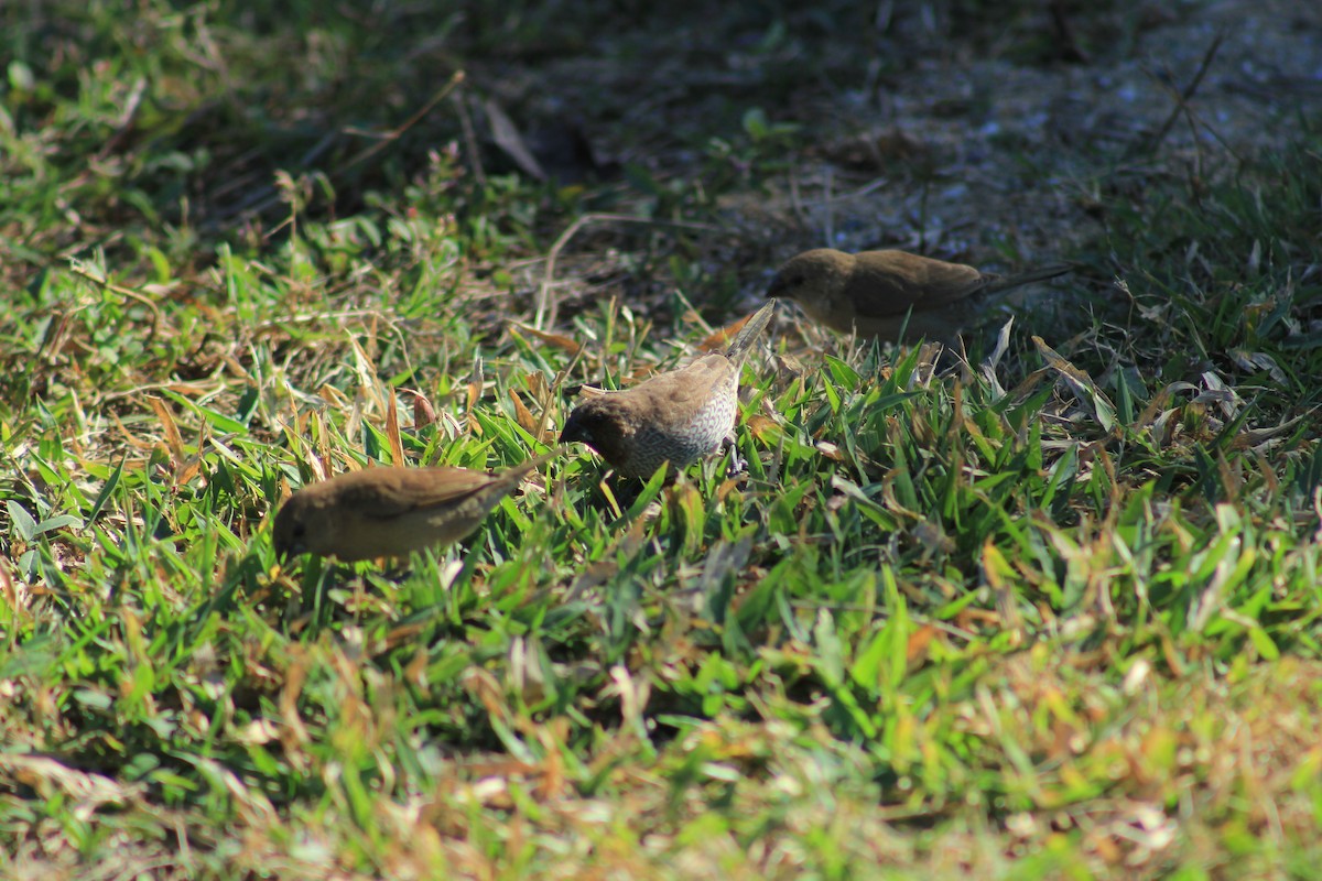 מוניה מפוספסת-חזה - ML645314774
