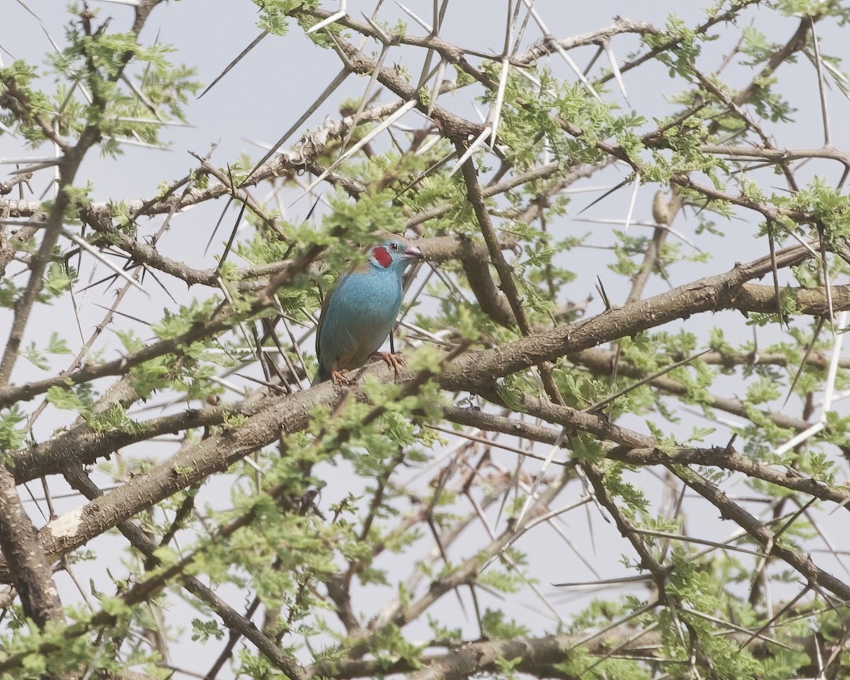 motýlek rudouchý - ML645314775