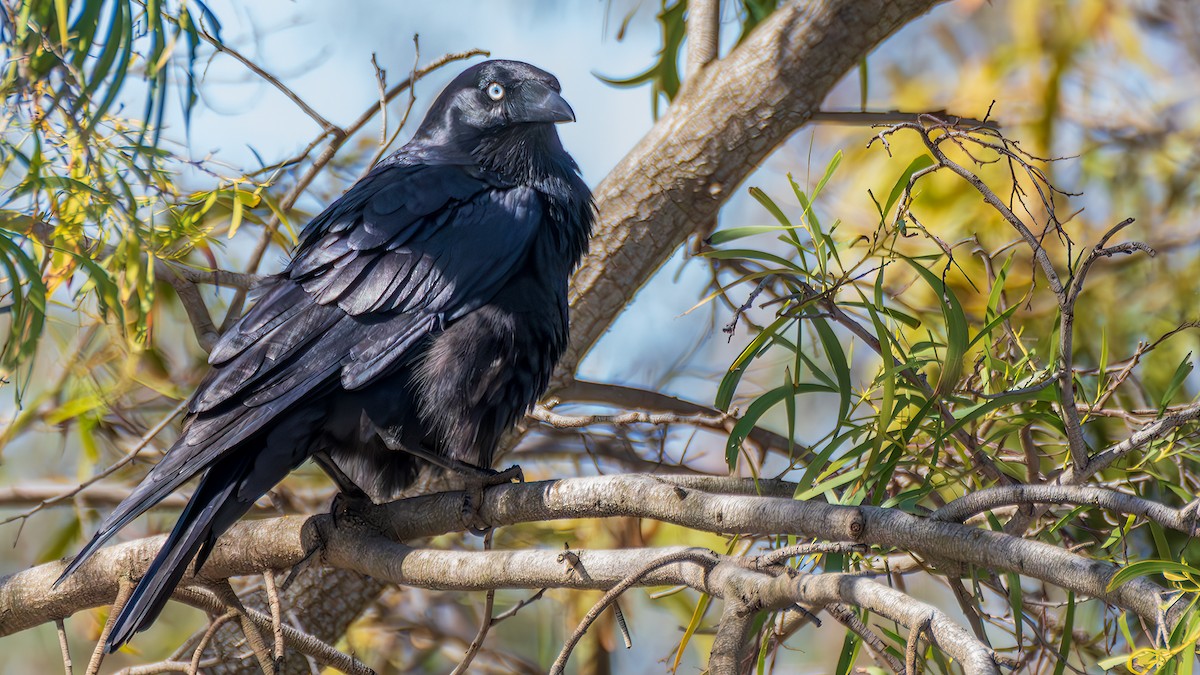 Little Raven - ML645314786