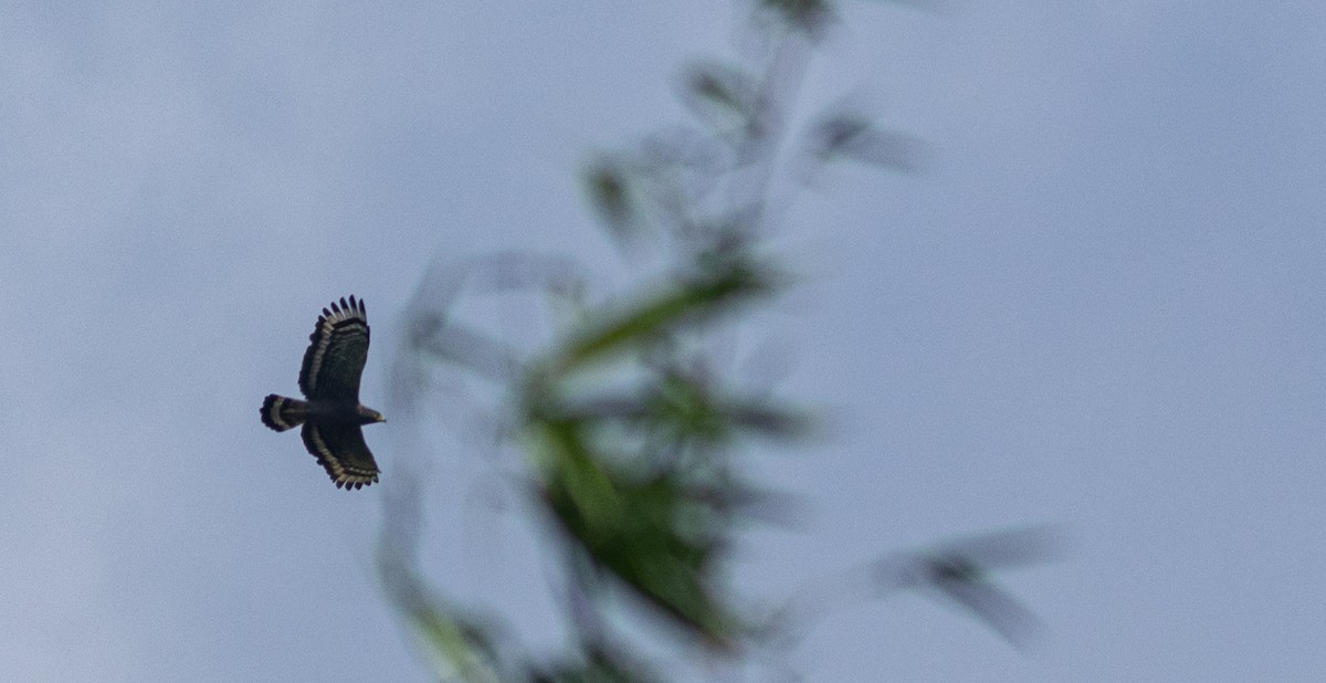 Culebrera Chiíla - ML645314796