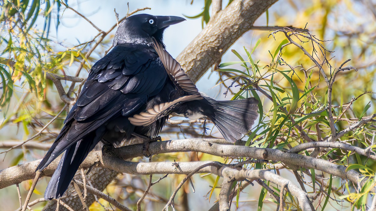 Willie-wagtail - ML645314797