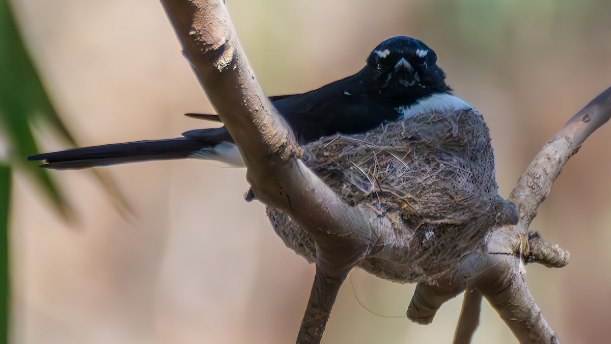 Willie-wagtail - ML645314798
