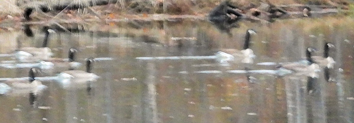 Barnacla Canadiense Grande - ML645314803