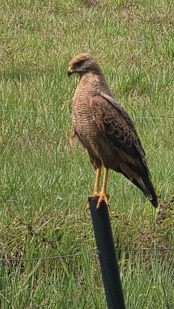 Саванный крабоед - ML645314811