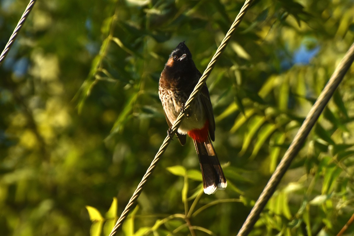Red-vented Bulbul - ML645314814