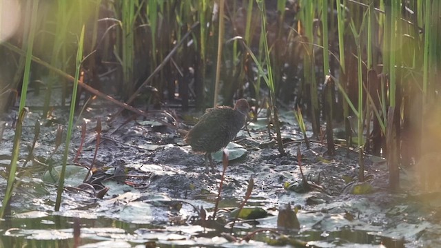 Graubrustralle - ML645314822