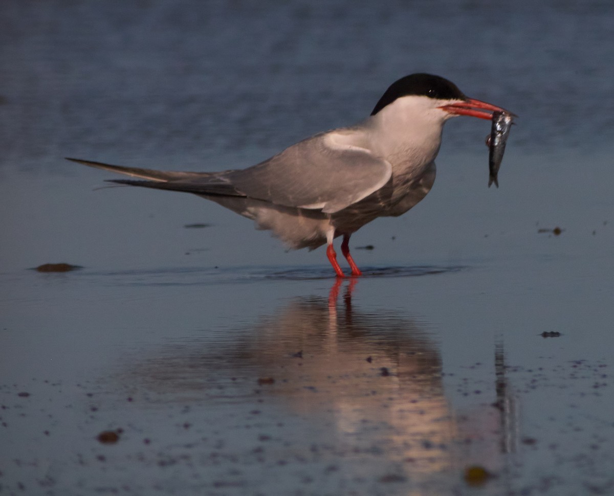 Common Tern - ML645314826