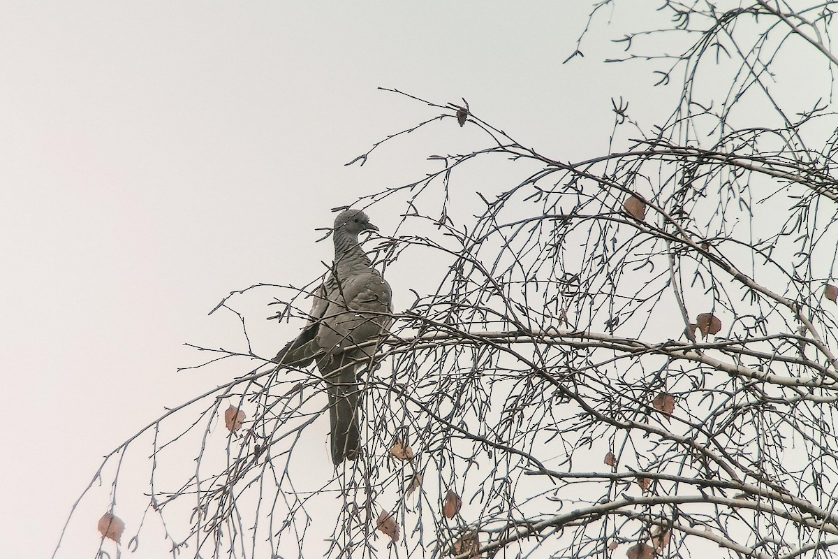 Common Wood-Pigeon - ML645314827