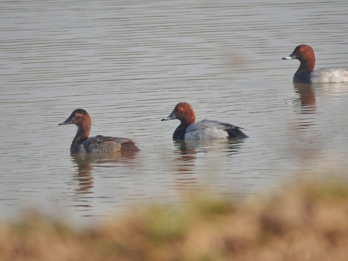 Common Pochard - ML645314831