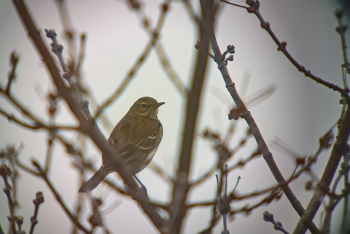 Water Pipit - ML645314837
