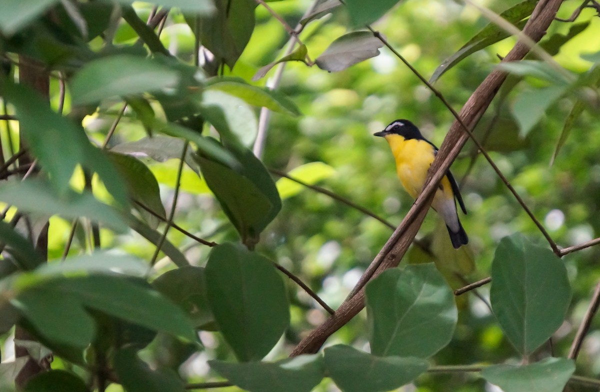 Yellow-rumped Flycatcher - ML645314839