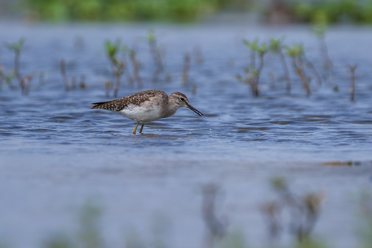 タカブシギ - ML645314847