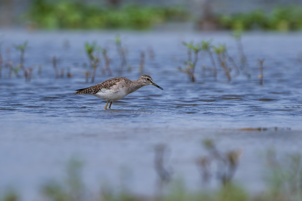 タカブシギ - ML645314848