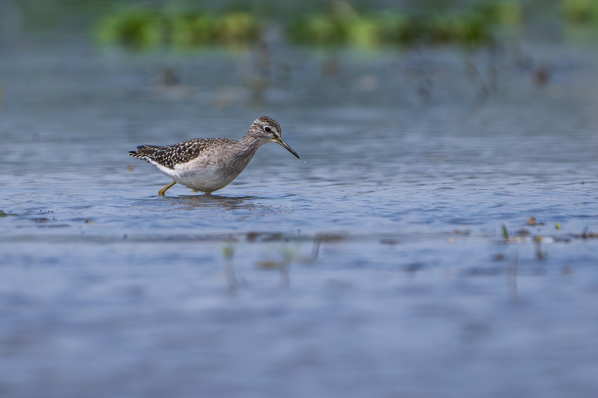 タカブシギ - ML645314850