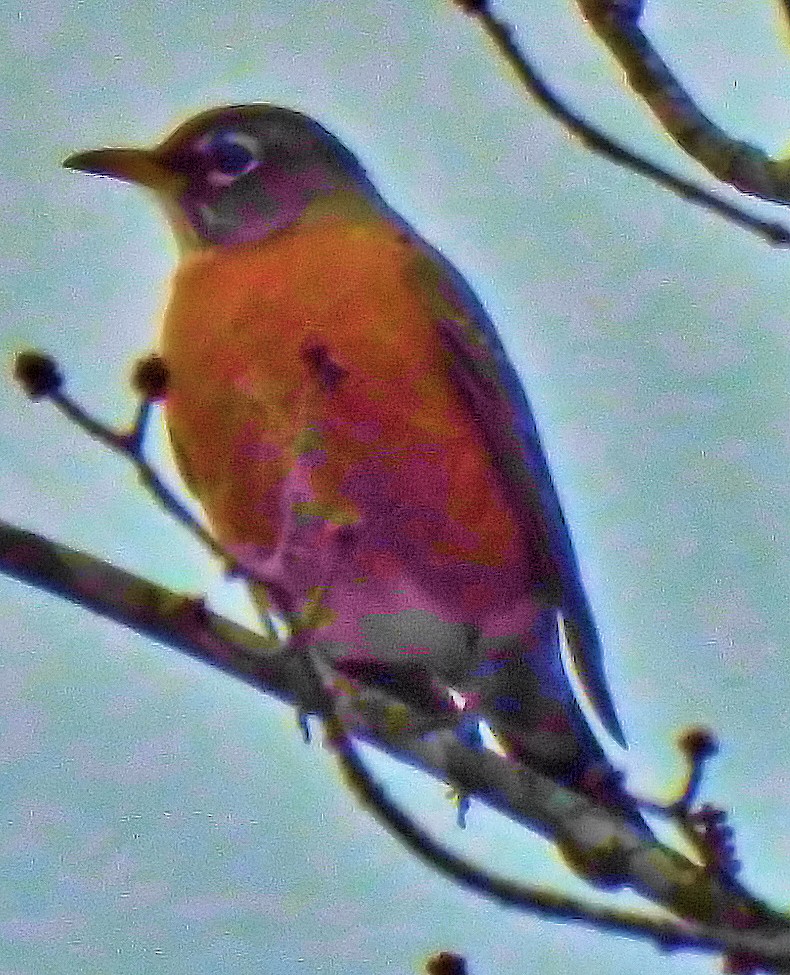 コマツグミ - ML645314859