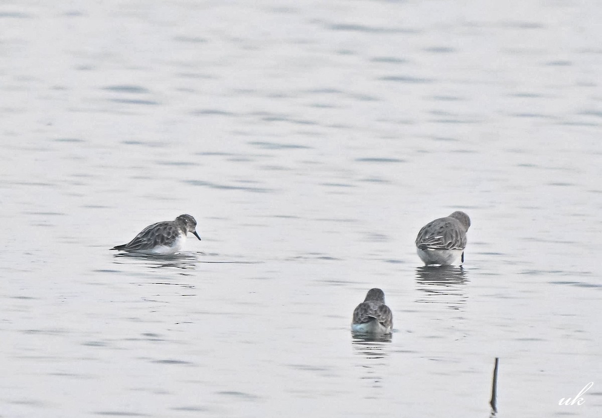 Little Stint - ML645314863