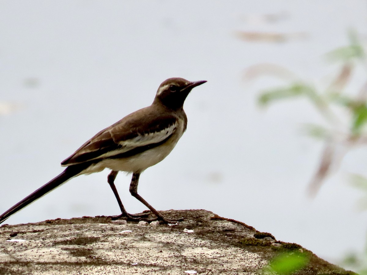 Bergeronnette indienne - ML645314873