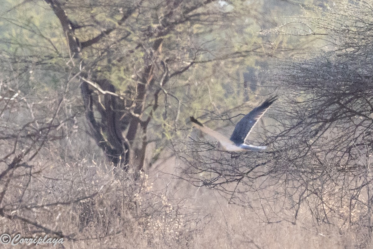 Aguilucho Papialbo - ML645314886