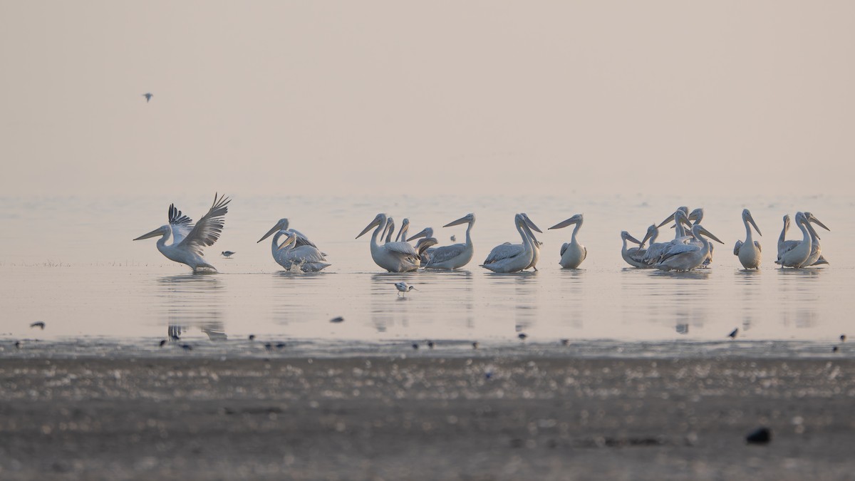 Dalmatian Pelican - ML645314891