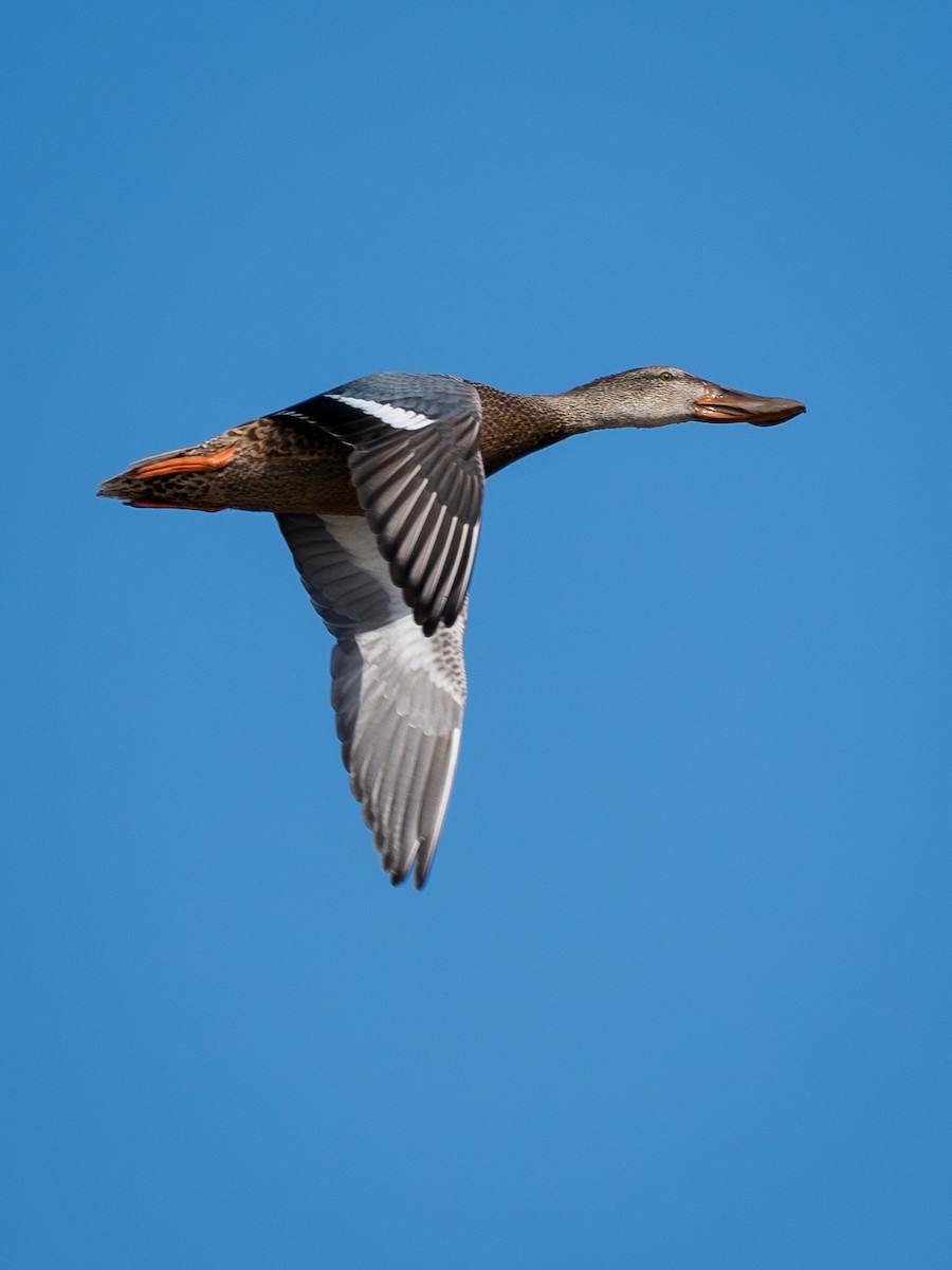 lžičák pestrý - ML645314893