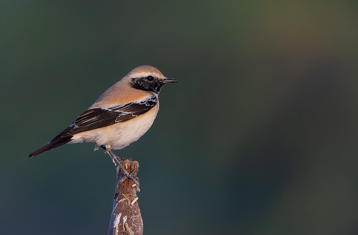 Desert Wheatear - ML645314896