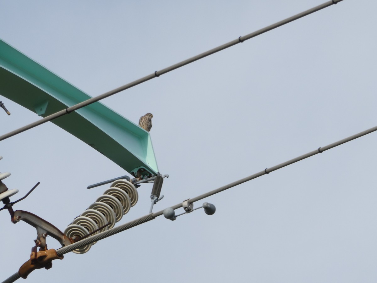 チョウゲンボウ - ML645314898